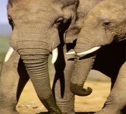 Andere Gebiete - Gorah Elephant Camp